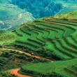 Vietnam : fiche d'identité, infos pratiques voyageur Vietnam