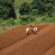 L'agriculture birmane au top de la technologie