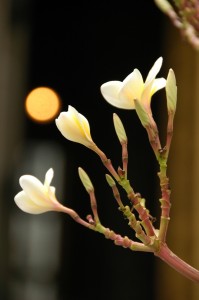 _DSC0590